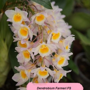 Dendrobium Farmeri FS