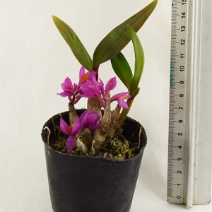 Dendrobium Hibiki FS - Img 2