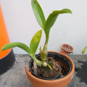 Dendrobium tangerinum orange - Img 2