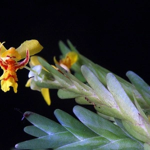 Lockhartia Lunifera - Img 2