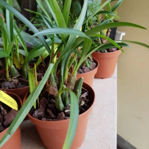 maxillaria schunkeana - Img 2
