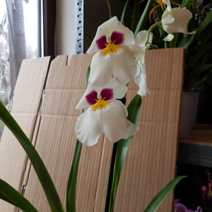 Miltoniopsis Her Alexander
