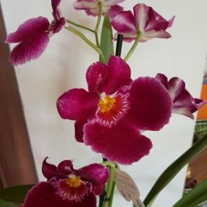Miltoniopsis - Img 3