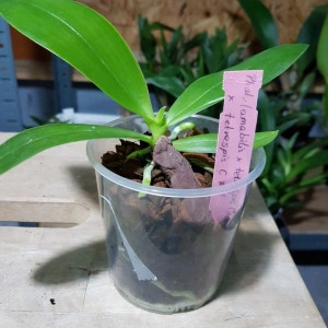 (Phal. Amabilis X Phal. tetraspis C1) X Phal. Tetraspis C1 - Img 2