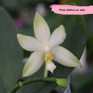 Phal. Bellina var. alba FS