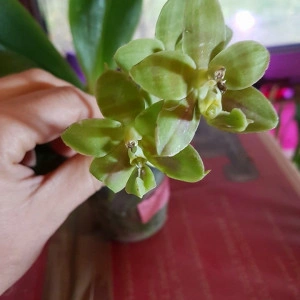 Phal. Brother Ambo Passion X Phal. Jessie Lee var. A FS