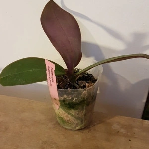 Phal. Stuartiana var. Nobilis FS - Img 2