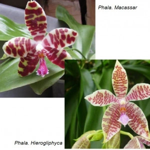 Phalaenopsis Hierogliphyca XMacassar - Img 2