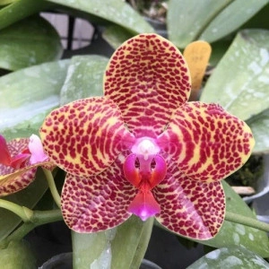 Phalaenopsis Mituo sun X Al sun tiger