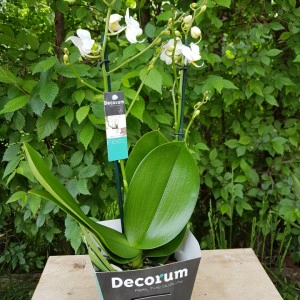 Phalaenopsis Sogo Popcorn - Img 3