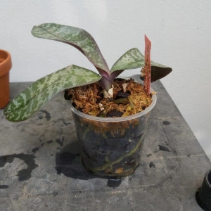 Phalaenopsis Stuartiana var. Punctatissima FS - Img 3