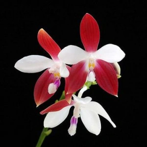Phalaenopsis Tetraspis C1 - Img 2