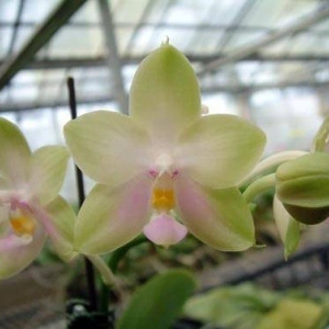 Phalaenopsis Violacea var Alba x Tsays Evergreen Fs