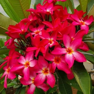 Plumeria Calcutta Star