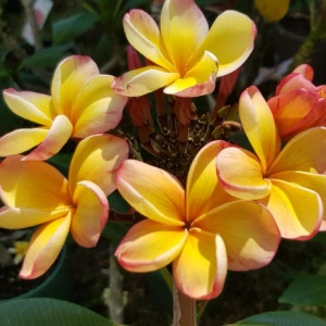 Plumeria Desert Sunrise - Img 2