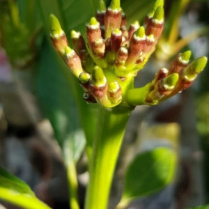 Plumeria Electric - Img 2