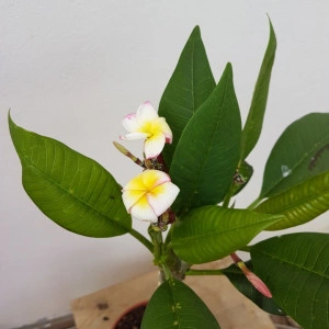 Plumeria Hawaiian