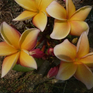 Plumeria Sahara