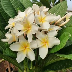 Plumeria Scentsational