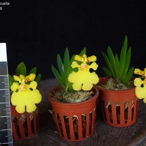 Psygmorchis (Oncidium) pusilla - Img 3