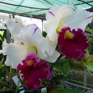 RLC Chong Guu Swan