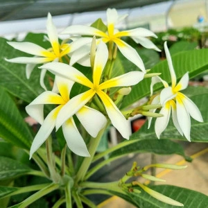 Seminte Plumeria