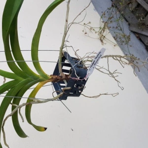 Vanda madame Pranerm x V. Thananchai - Img 2