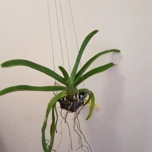 Vandachostylis Colmarie x Rhyncostylis Gigantea w1 FS - Img 2