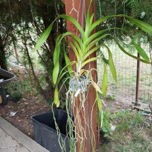 Aerides Korat - Img 3