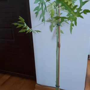 Arbore Papaya