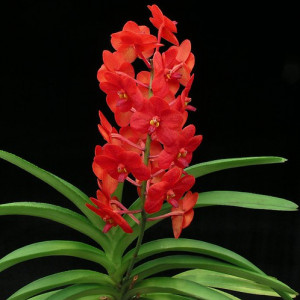 Ascocenda Red Hybrid