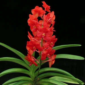 Ascocenda Red Hybrid