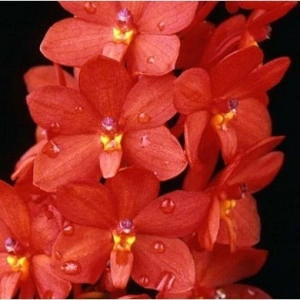 ASCTM. Curvifolium