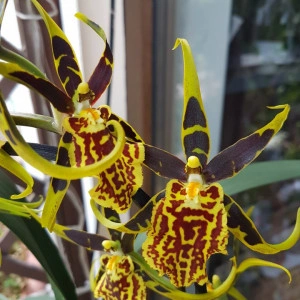 Brassia Mystic Maze