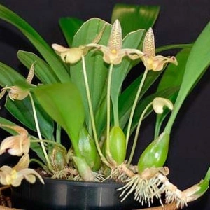 Bubophyllum lobbi - Img 4