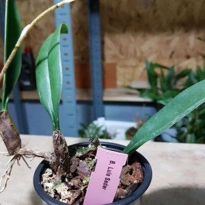 Bulbophyllum Louis Sander - Img 2