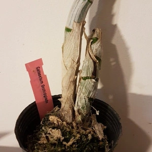 Catasetum Orchidglade FS - Img 2