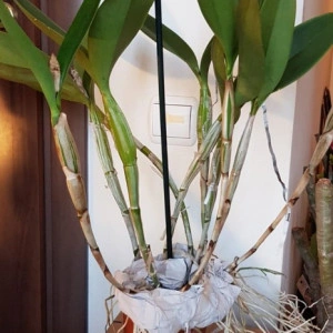 Cattleya skinneri albescens - Img 2