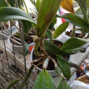 Cattleya - Img 2
