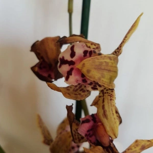 Cymbidium 1T - Img 3