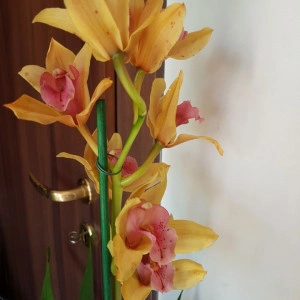 Cymbidium 2T - Img 2