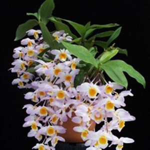 Dendrobium Farmeri Pink Fs