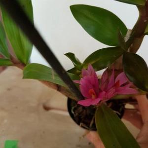 Dendrobium Hibiki Sandra's Delight - Img 2