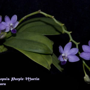 Doritaenopsis Purple Martin FS