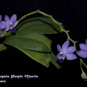 Doritaenopsis Purple Martin FS
