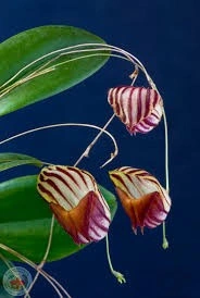 Lepanthes Caprimulgus FS