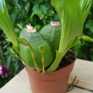 Lycaste Aromatica