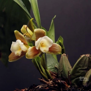 Lycaste Dowiana FS