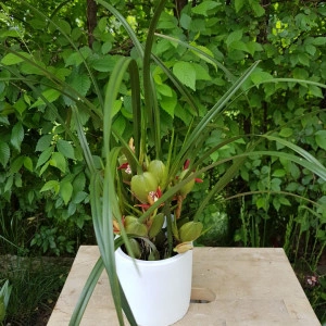 Maxillaria Tenuifolia - Img 2