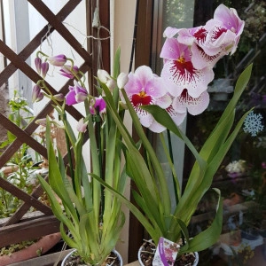 Miltoniopsis 2 tije - Img 2
